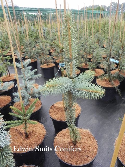 Picea pungens 'Tallmadge Burley'